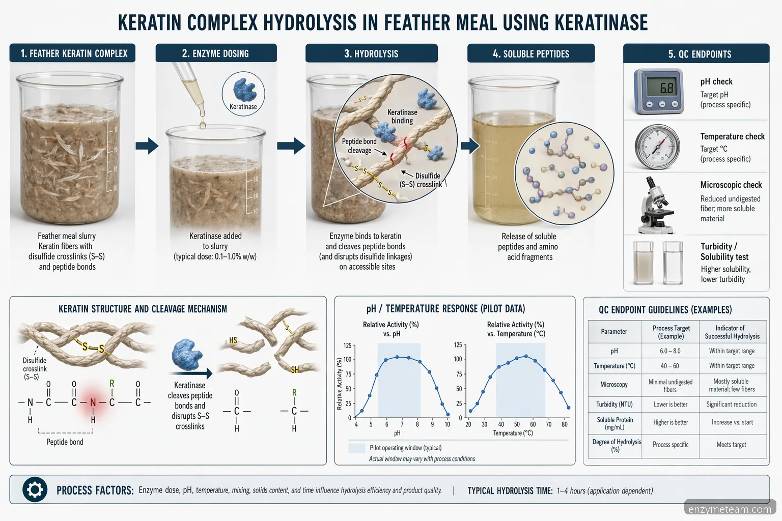 keratin complex hydrolysis in feather meal diagram showing keratinase cleavage, pH-temperature window, and QC endpoints